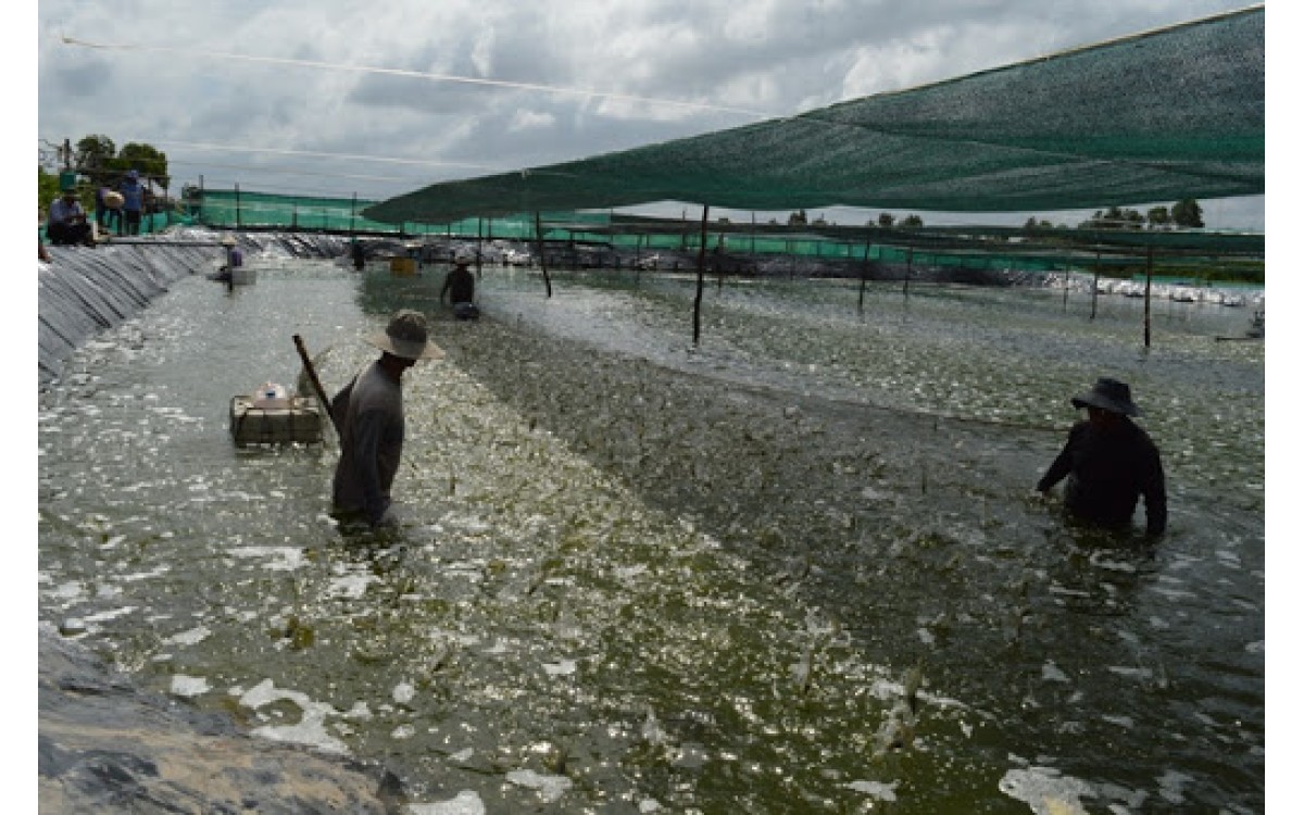 thu hoạch t&ocirc;m